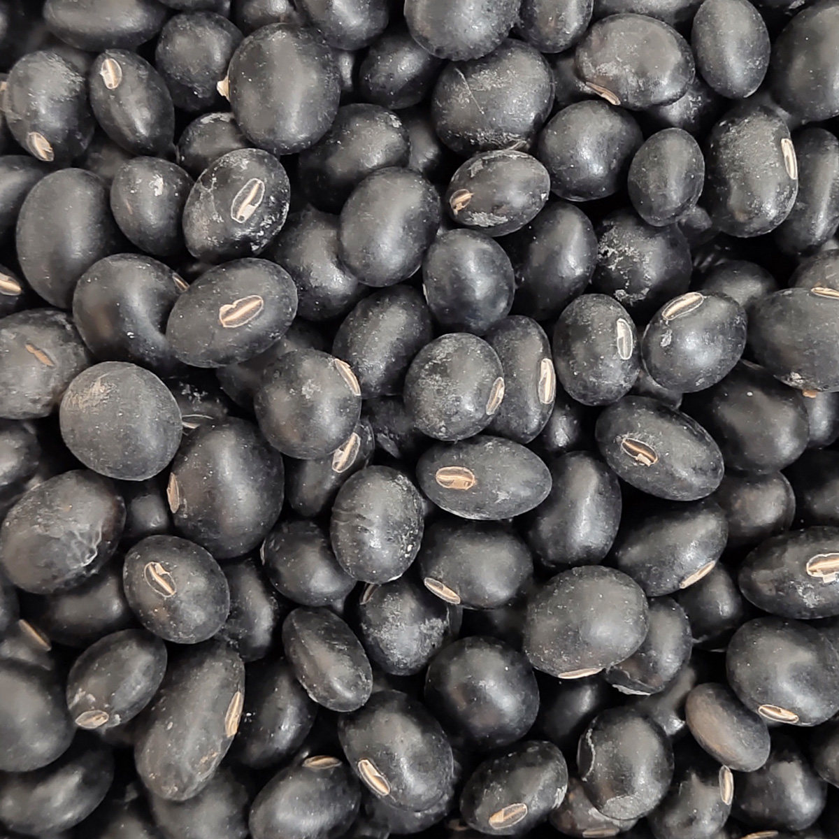 1斤广东农家黄心小黑豆纯天然豆浆专用转基因有机黑豆