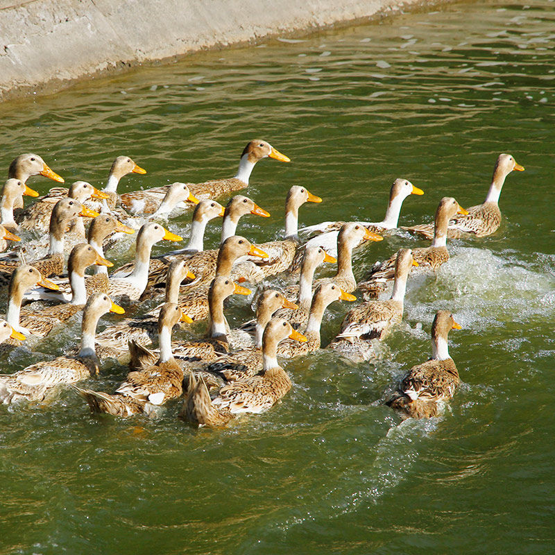 泰生农家散养草鸭mahota农产品新鲜生整鸭子江浙沪鸭肉