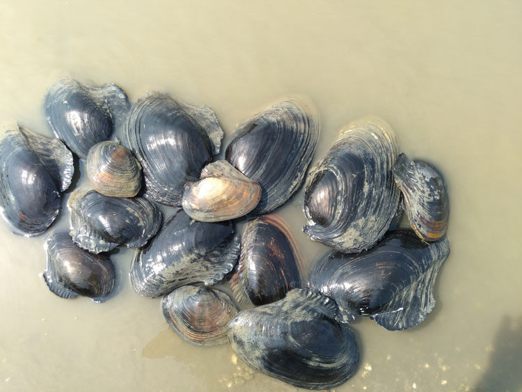 洪湖淡水湖区河蚌活体食用鲜活野生现杀新鲜真空包装220g份包邮