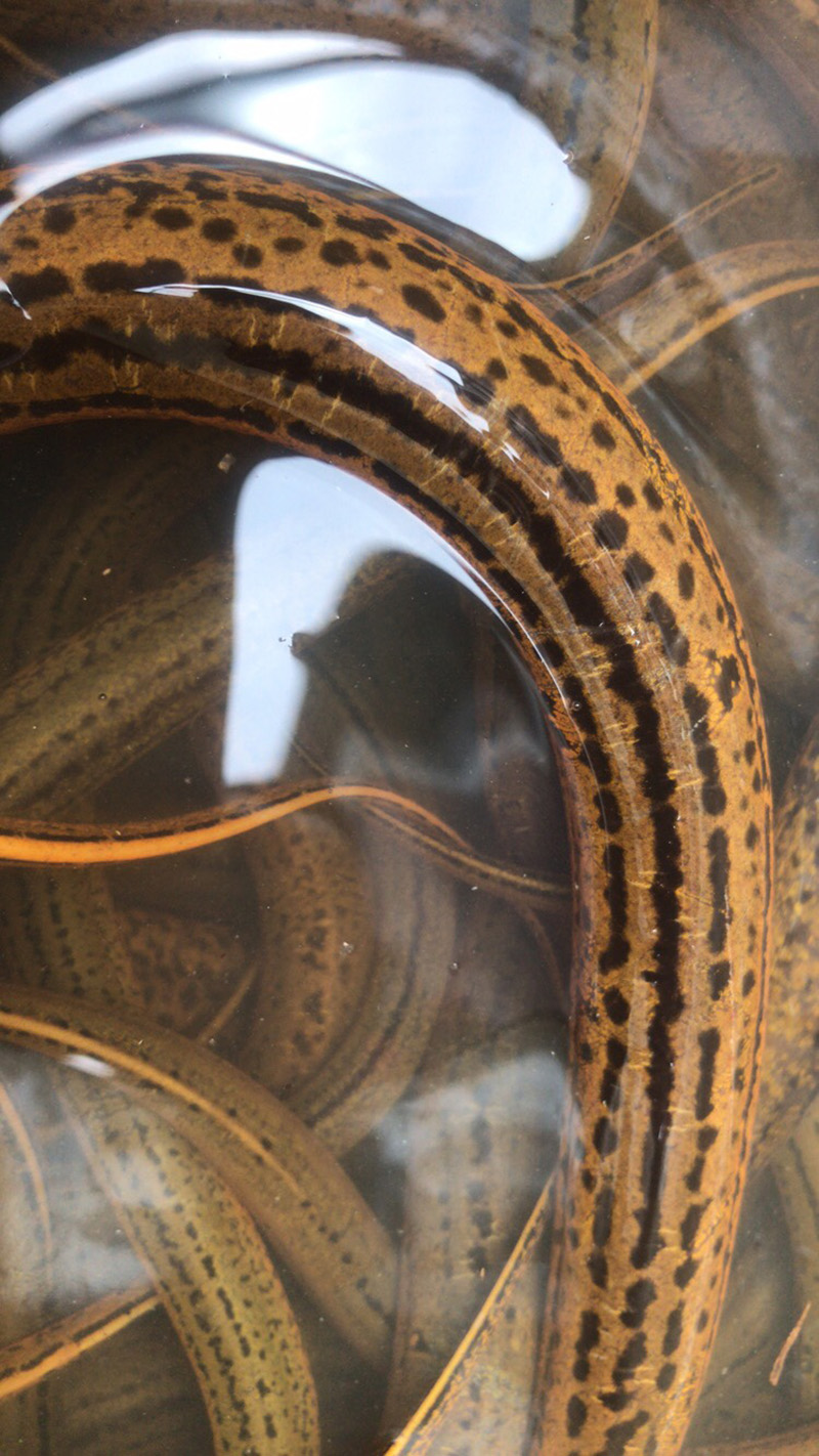 安徽池州鲜活水产大黄黄鳝无污染天然健康顺丰淡水鱼类