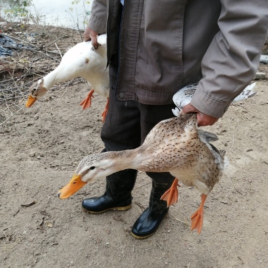安徽农家散养放养芦鸭土鸭大白鸭子顺丰新鲜现杀红烧专用仔鸭肉