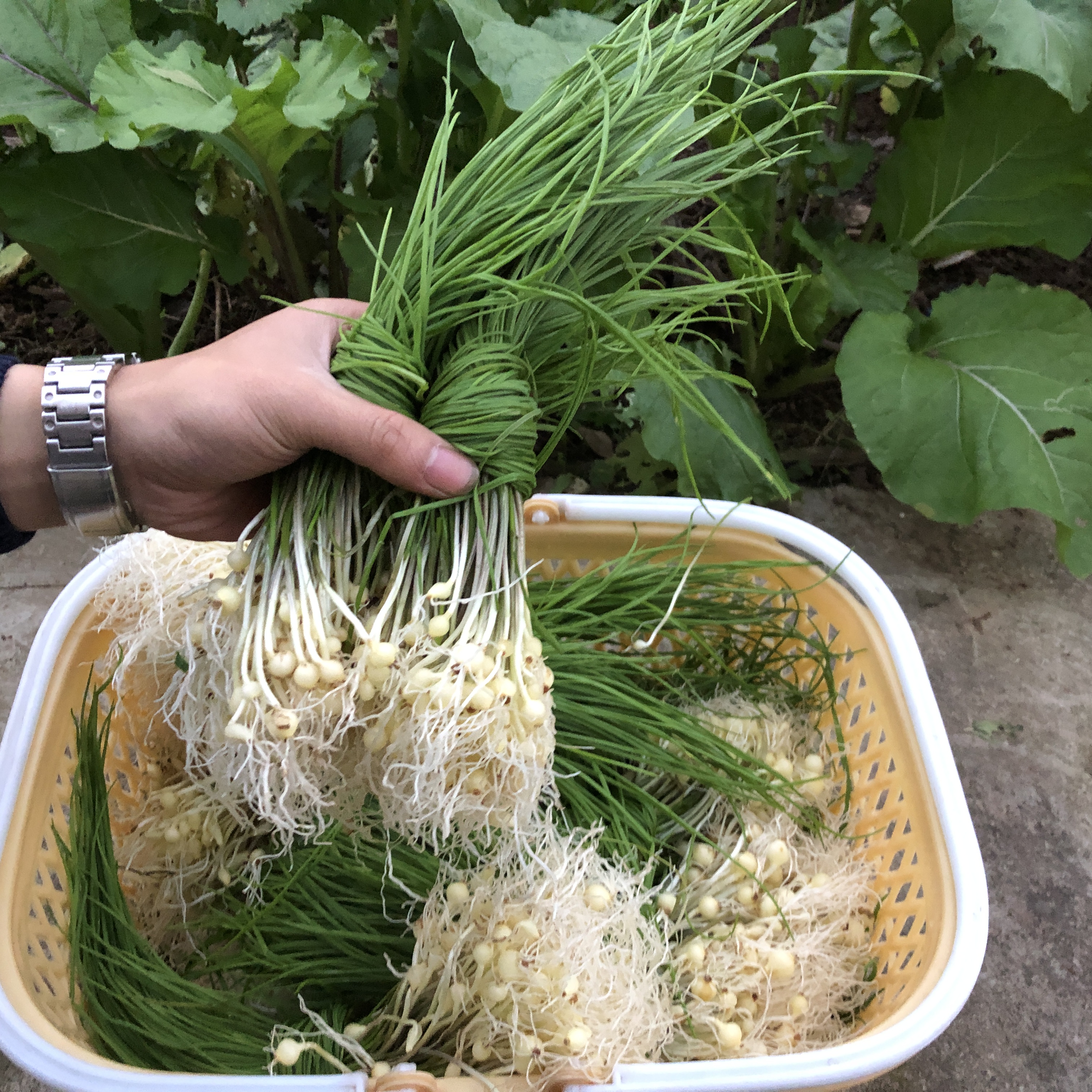 香葱湘西西野新鲜现挖胡葱沙野生小根蒜苦薤头葱类