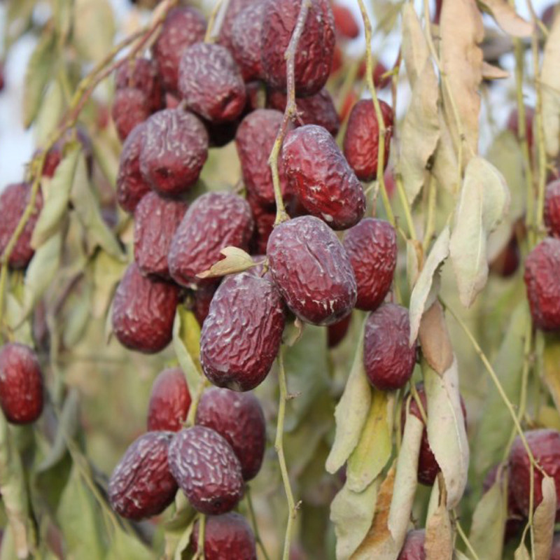 新枣新疆吊干原生态2500克自然灰枣