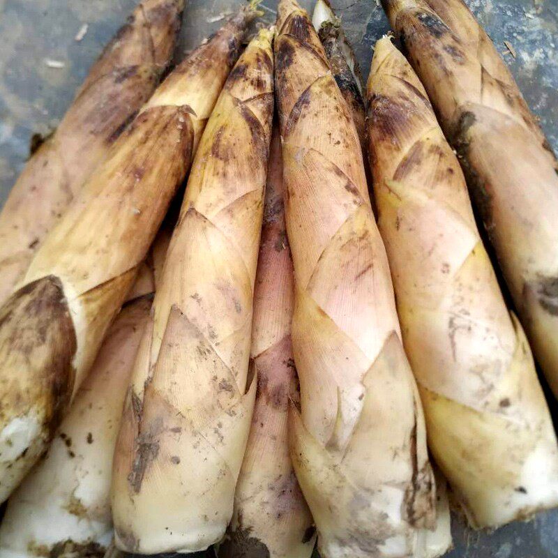 现挖竹笋8斤四川春笋正宗嫩笋天目山雷笋时令竹笋