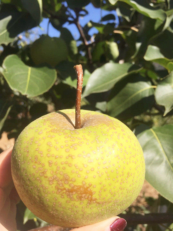 新鲜酸梨水果大酸东北特产辽宁宁安梨酸5斤梨