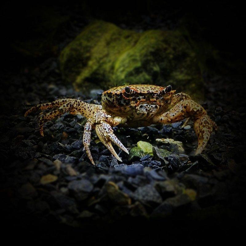 包邮迷你辣椒深水观赏豹点相手蝴蝶淡水宠物蟹