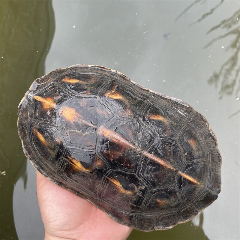 活体草龟珍珠龟花宠物水龟乌龟台湾六线4斤龟