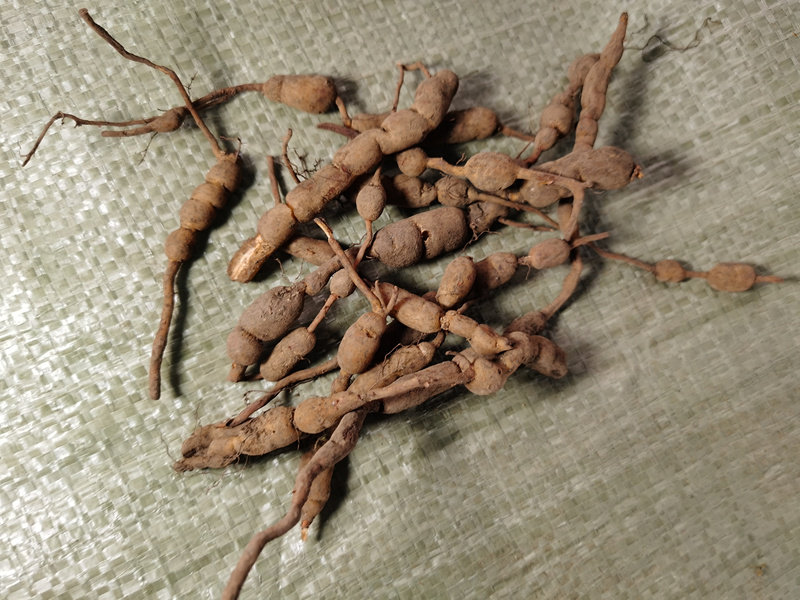 贵州中草药材鸡筋野生鲜货黄脚鸡黄鸡胖长叶数珠根其他药食同源食品