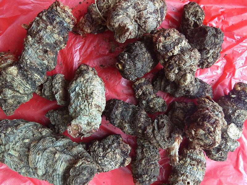 贵州草包躲雷包谷半节特产半截药材中草50g其他药食同源食品