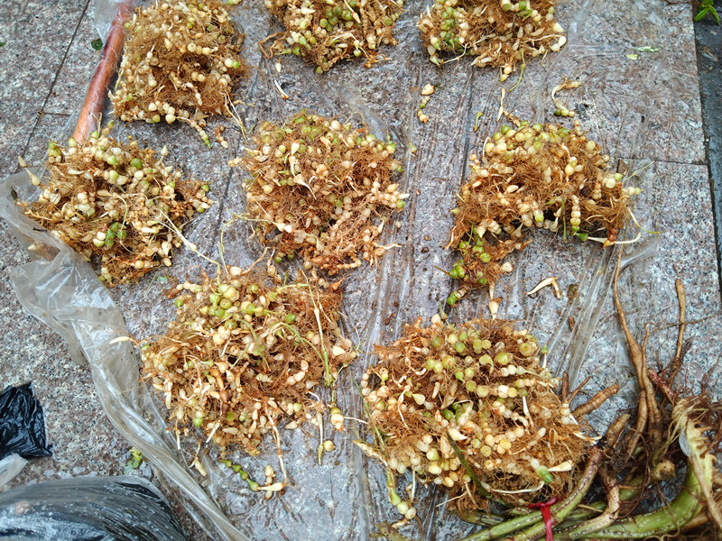 贵州中药材新鲜银珠苗药连环珍珠三七算盘盘子其他药食同源食品