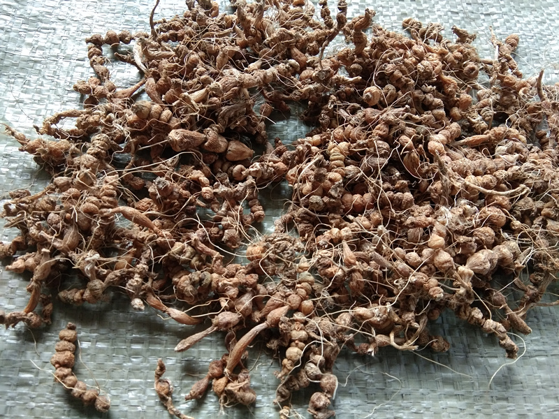 珍珠贵州野生中草药银珠500g包邮苗药三七草算其他药食同源食品