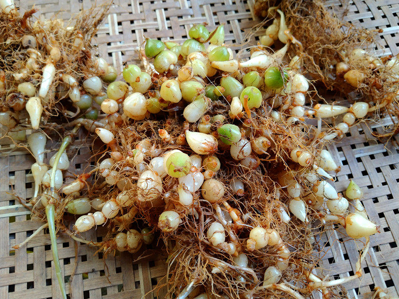 贵州中药材新鲜银珠苗药连环珍珠三七算盘盘子其他药食同源食品