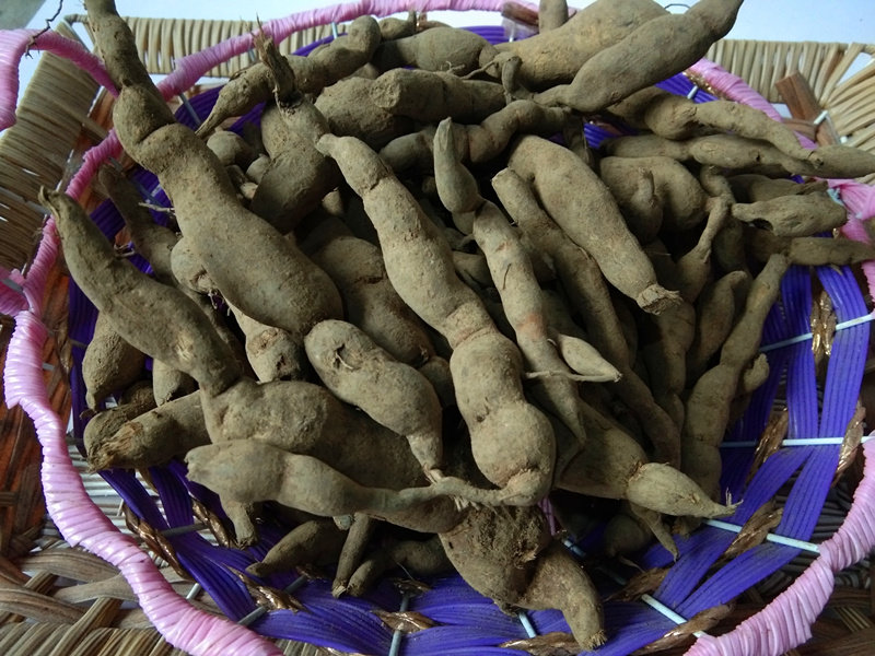 贵州野生雪里开生中药材地雷拐子药蛇松子单叶其他药食同源食品