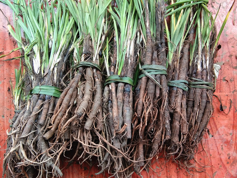 贵州草药农产品仙茅500g中药材独脚仙矛地棕苗独茅根其他药食同源食品