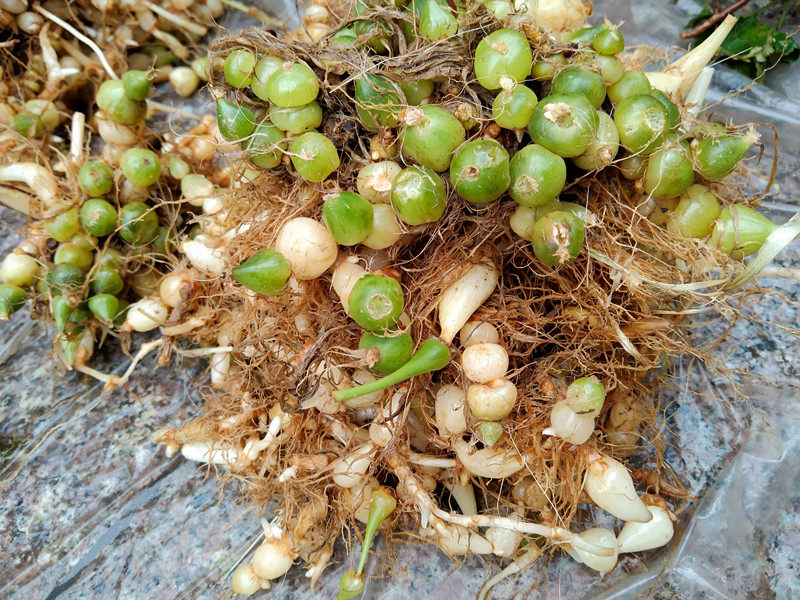 贵州中药材新鲜银珠苗药连环珍珠三七算盘盘子其他药食同源食品