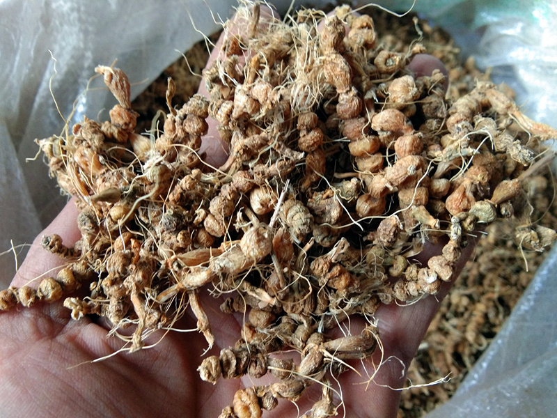 珍珠贵州野生中草药银珠500g包邮苗药三七草算其他药食同源食品