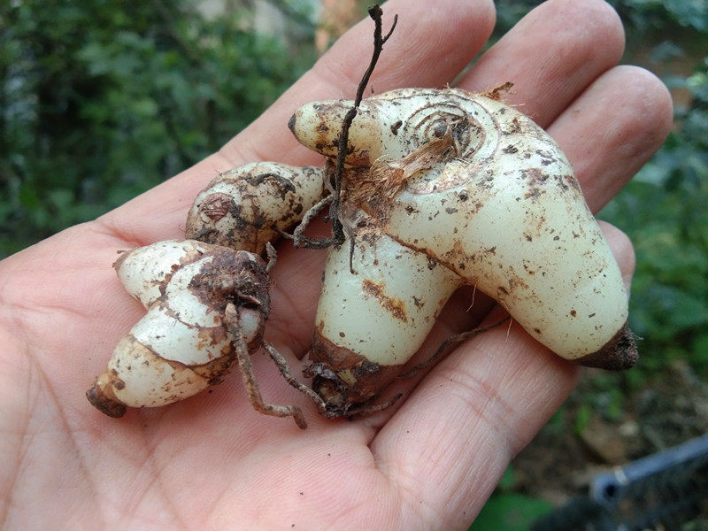贵州野生紫花三叉白芨中药材小白新鲜白给螺丝其他药食同源食品