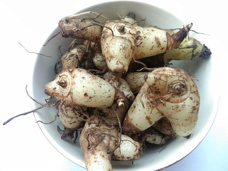 贵州野生紫花三叉白芨中药材小白新鲜白给螺丝其他药食同源食品