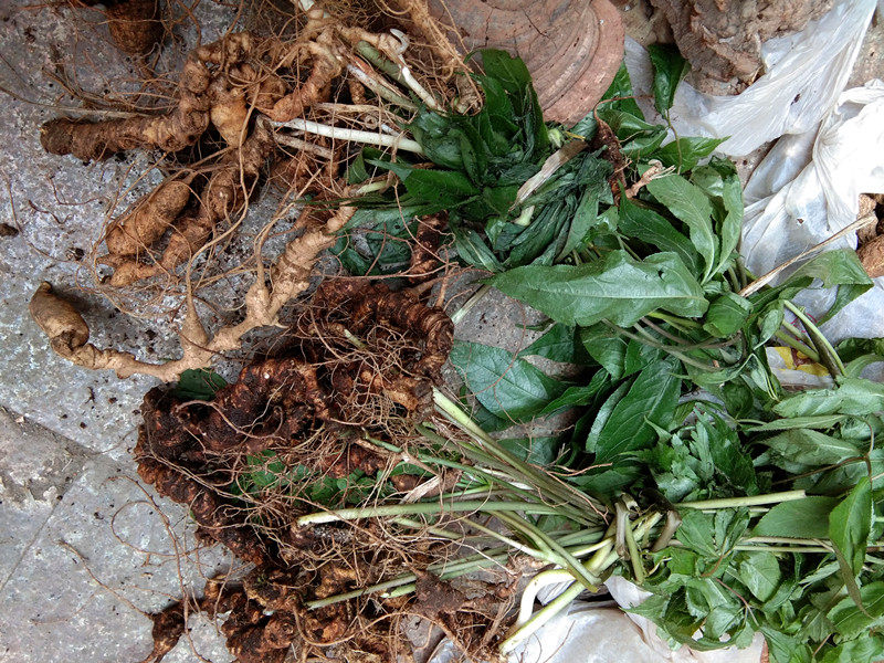 竹节贵州特产人参250g新鲜野生三七竹根七土其他药食同源食品