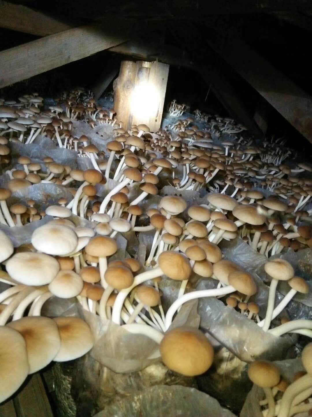 食用菌子蘑菇棒菌包家养茶树菇菌种植物多肉阳台趣养家庭种植蘑菇