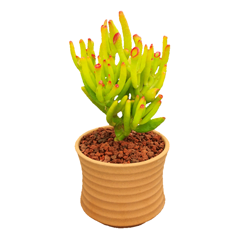 吸财招财多肉老桩盆栽大颗好养花卉发财树聚财多肉植物