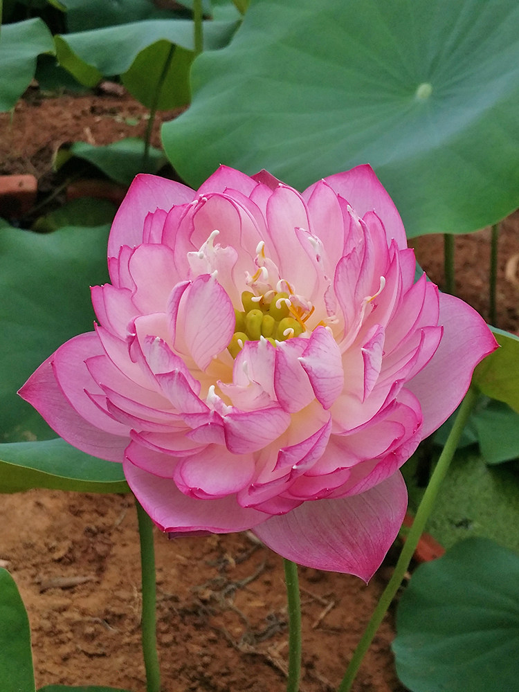 雪影碗莲种根茎阳台窗台水生绿植植物小型迷你时令草本花卉