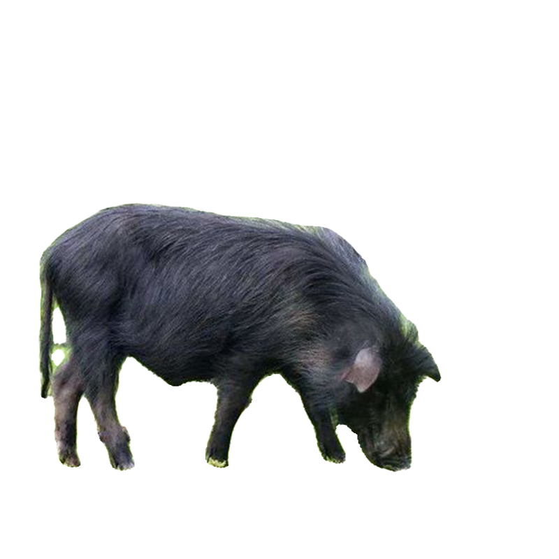 纯种巴马香猪图图片