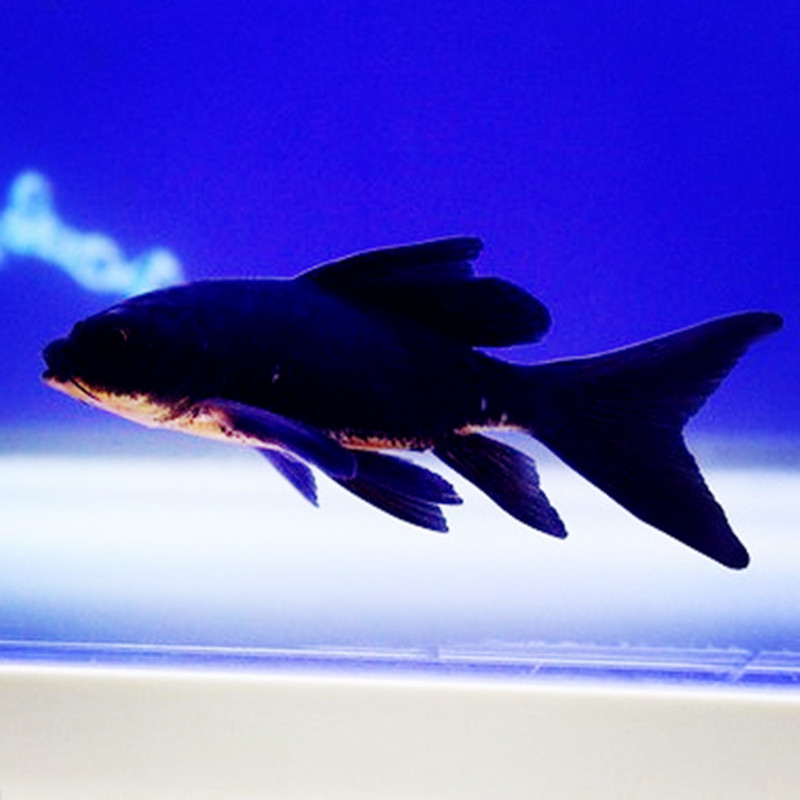 黑金龙凤锦鲤纯种长尾活鱼观赏鱼冷水鱼淡水鱼好养鱼