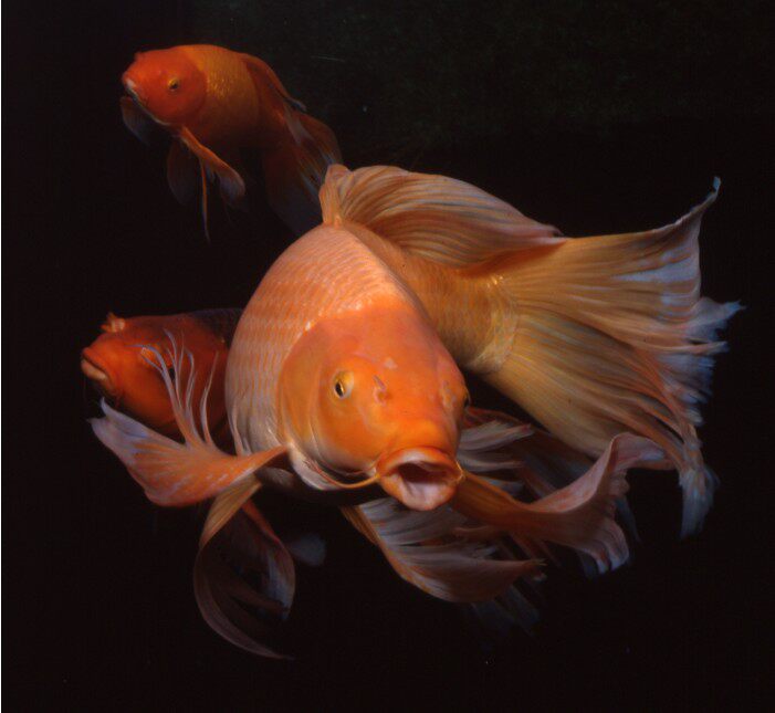 锦鲤龙凤观赏鱼淡水活体宠物黄金白金白金龙冷水鱼鱼