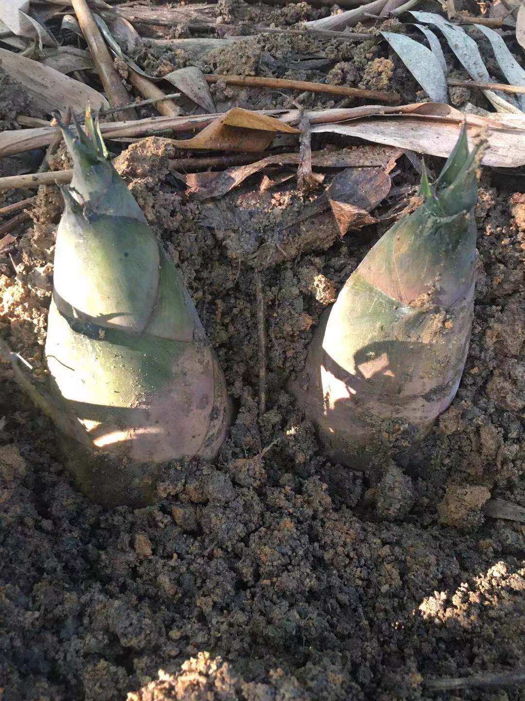 埔田竹笋新鲜笋特产现挖1 5斤广东揭阳大头春夏麻苦绿嫩笋非广西 - 爱