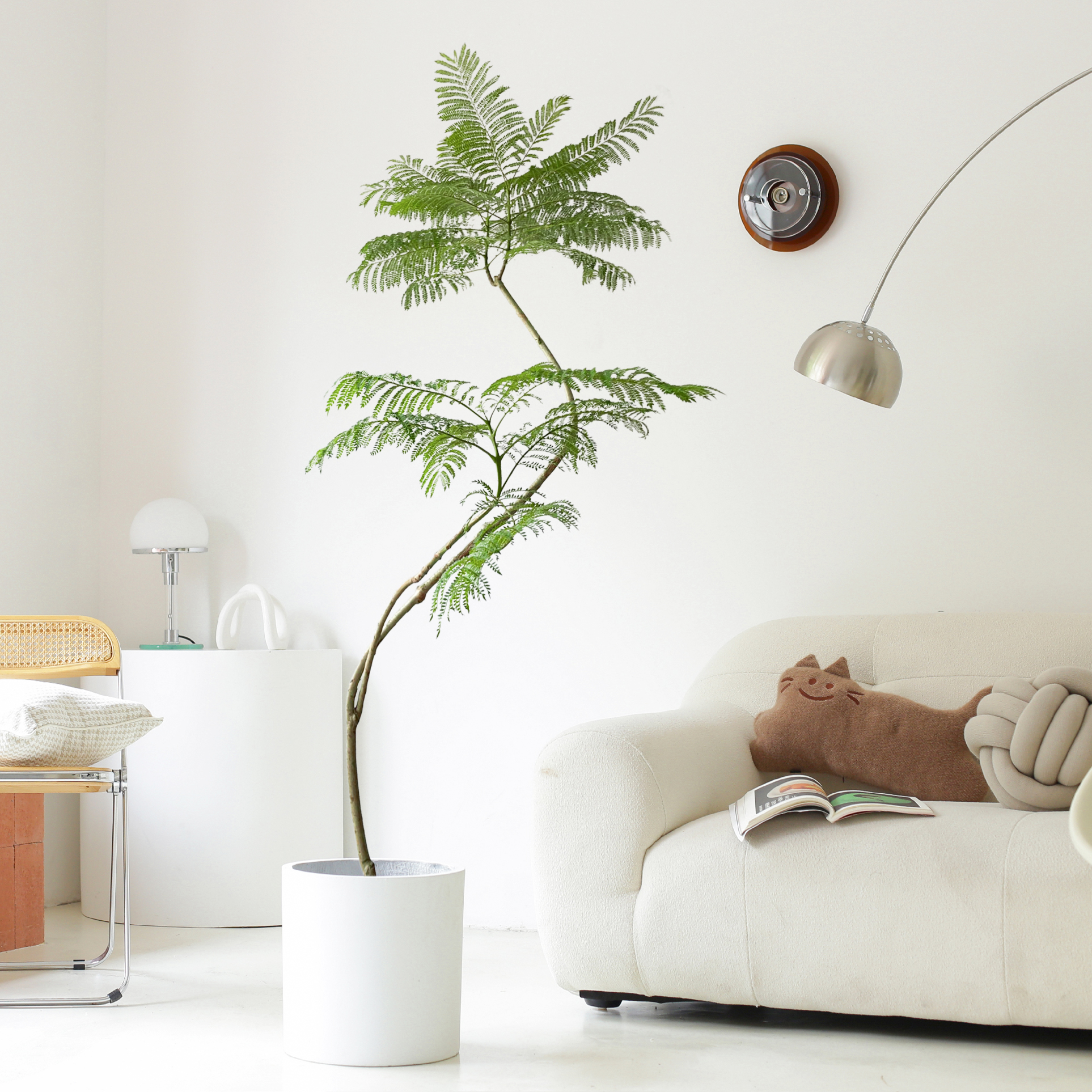 蓝花大型室内落地盆栽开花办公室客厅庭院老桩大型绿植