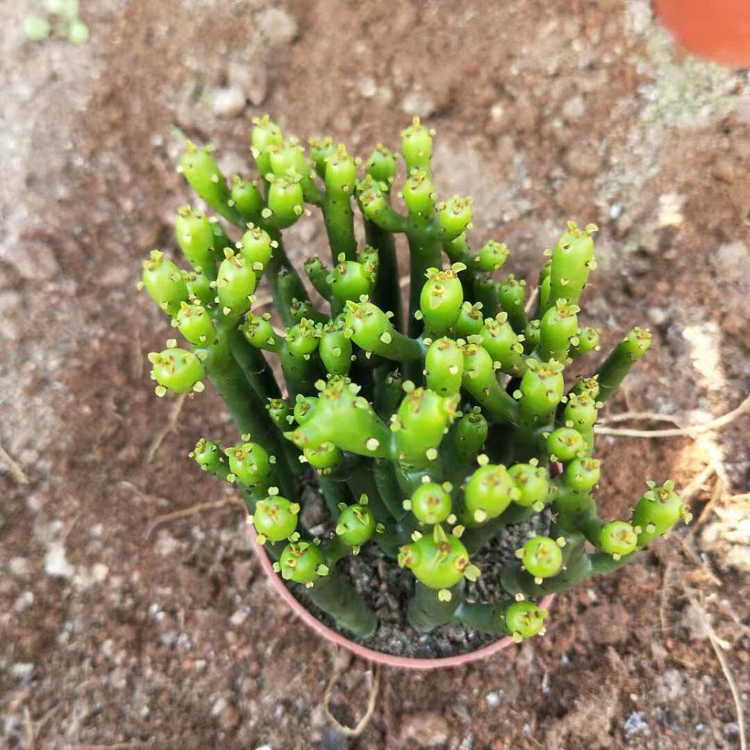 珊瑚漳州办公室植物邮多棍包彭珊瑚光棍园艺鑫多多肉植物