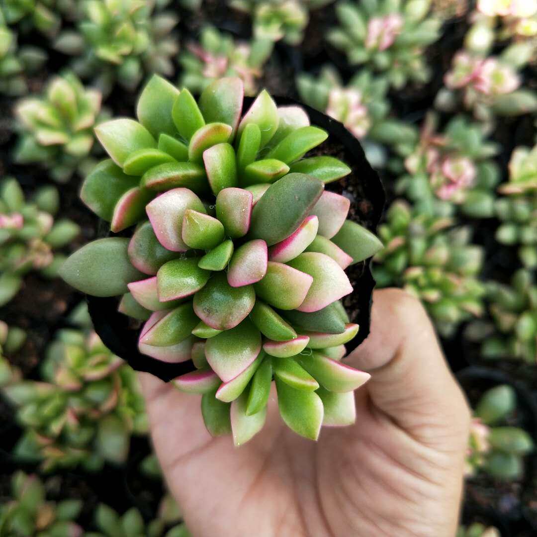 盆栽吹雪之松多肉植物办公室创意小盆室内迷你多肉植物