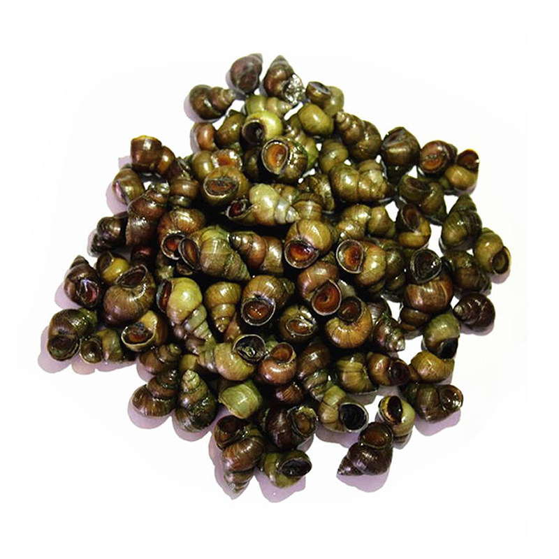 螺蛳小桃桃源新鲜螺丝泥螺石鲜活野生淡水田螺泥螺