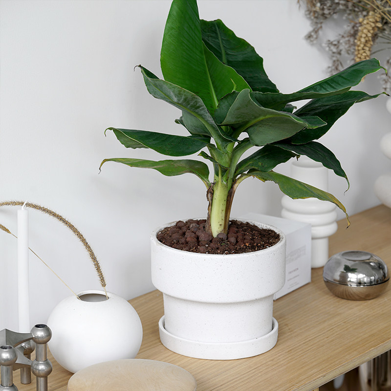 禁止蕉绿新奇阳台桌面办公室室内水果植物香蕉树果树盆栽绿植