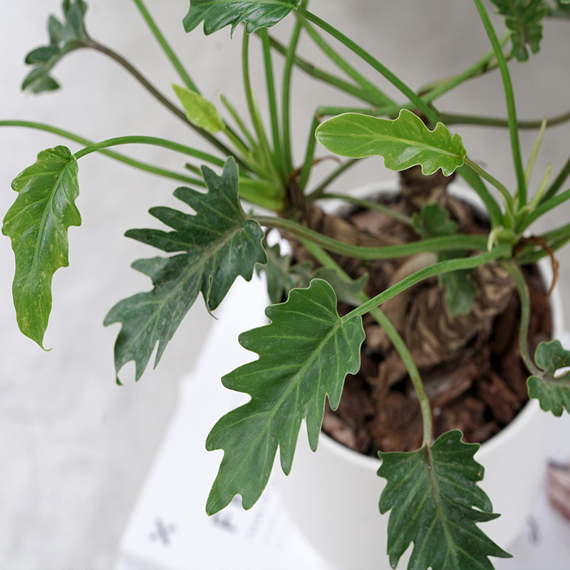植物网红北欧欧风观叶植物室内桌面办公桌龙鳞小天使绿植