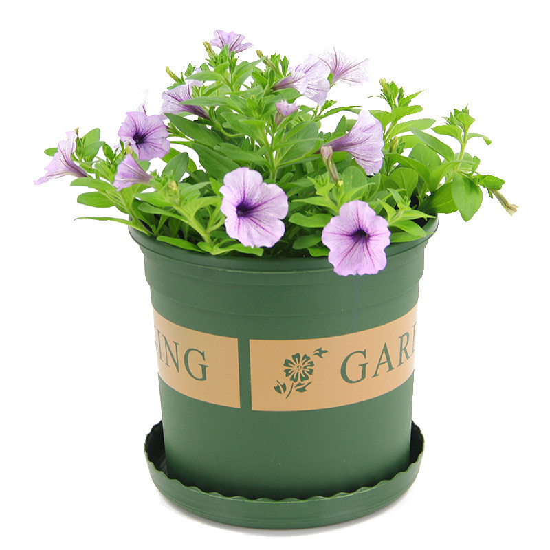 园艺多肉加仑种植月季绿萝矮盆5加仑种花塑料花盆