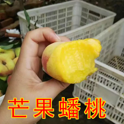 吃桃子你削不削皮?_吃桃子可以不削皮_吃桃子削不削皮