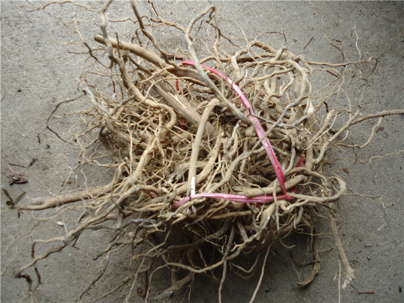 天然野生黄花参观音串黄花倒水莲倒吊黄黄花倒水连500克根部干货