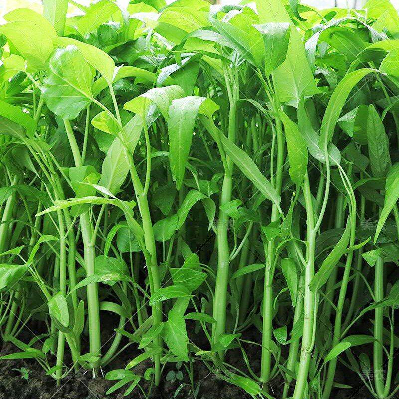 大叶空心菜种籽白骨竹叶白梗青柳叶农家家庭园艺种子