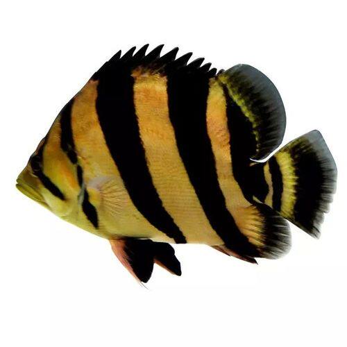虎鱼苏门答腊活体印尼四纹苏虎三纹大型热带观赏鱼鱼