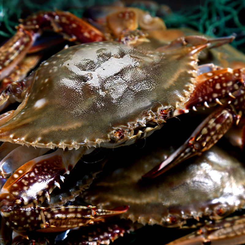 鲜活梭子新鲜螃蟹海蟹青岛海鲜白蟹超大舟山梭子蟹