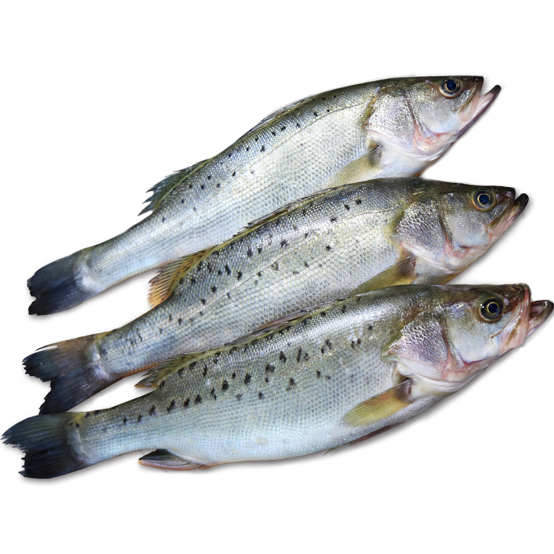 青岛新鲜海鲈鱼鲜活新鲜冰冻野生花鲈鱼1800g冷冻海鱼