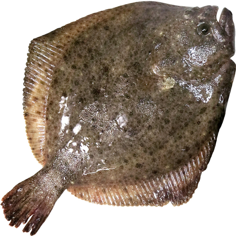 新鲜多宝鱼海鲜比目鱼鲜活冷冻水产石斑鱼深海海鱼其它