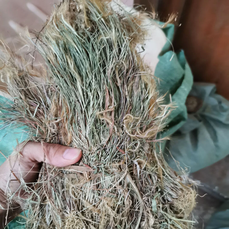 毛草金丝草中药材500g野生竹篙新鲜干货笔仔草黄其他药食同源食品