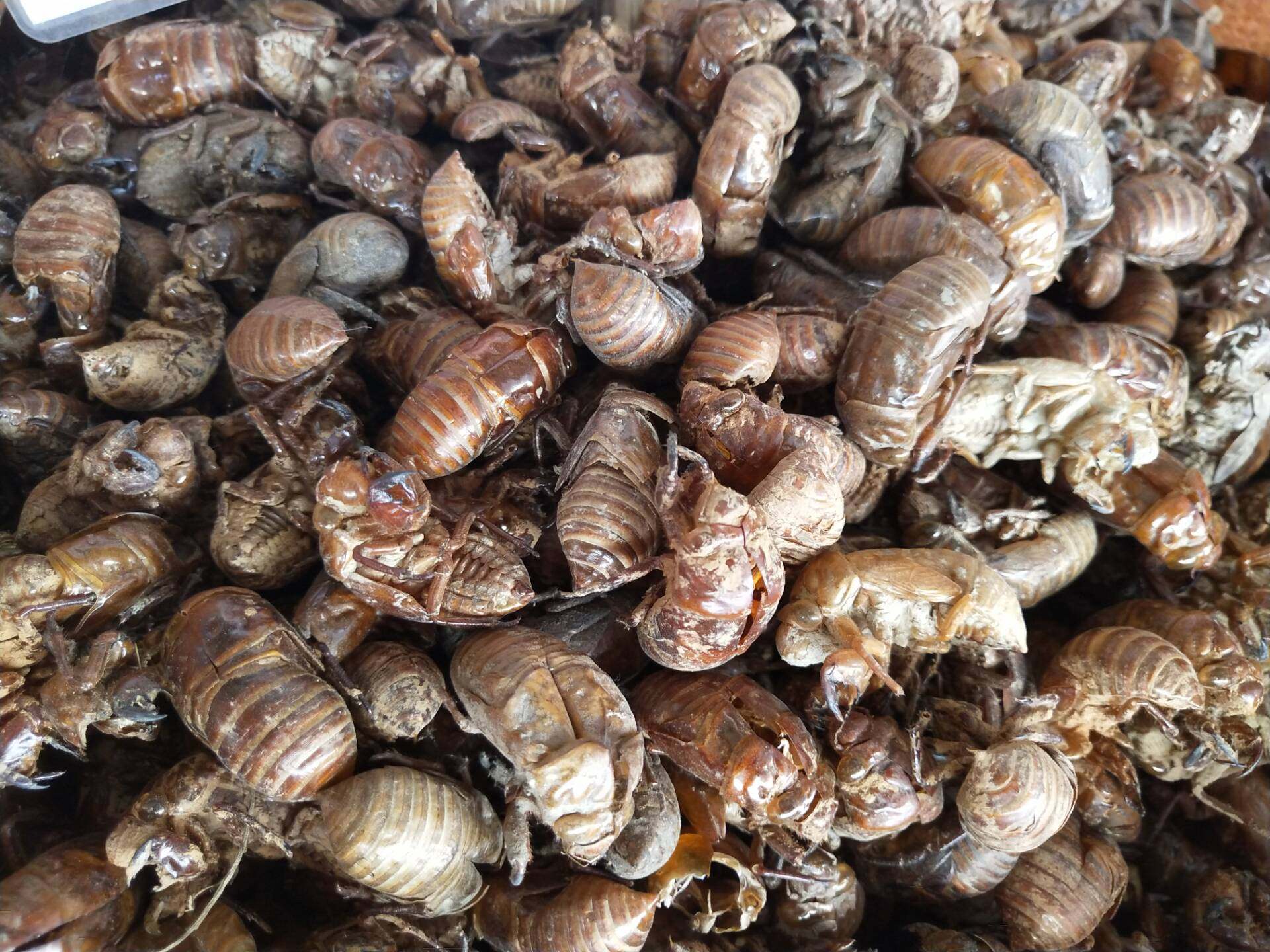 蝉蜕蝉衣野生生热皮蝉中药材无琉知了蝉退虫退传统滋补品其他