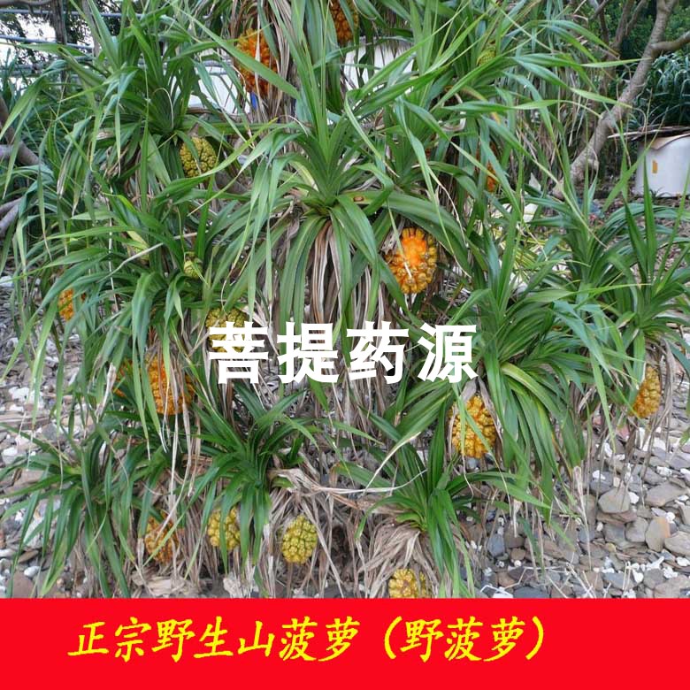野菠萝食用 野生山菠萝 野波罗 假菠罗 露兜树籽中药材 500克包邮