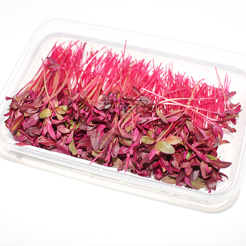 新鲜火红斯卡卡纳安曼红苗15g芽苗菜食用酒店其它