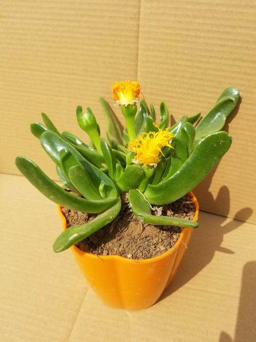 佛手多肉植物托金千佛手室内盆栽手掌金佛金佛手绿植