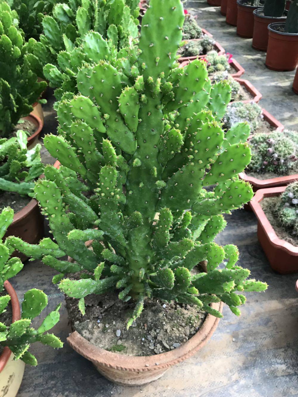 室内阳台绿植花卉防辐射仙人掌千佛手多肉植物千手观音多肉植物